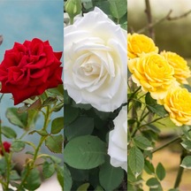 Videolu 3 Adet Kırmızı Beyaz Ve Sarı Gül Fidanı Saksılı 45-85 Cm Red White And Yellow Rose Sapling