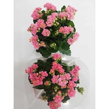 Kalanchoe Flower Seedling Kalanchoe Çiçeği Fidanı Kalanşo Pembe 10-20 Cm
