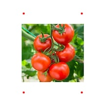 Sırık Domates Tohumu Hibrit - 10 Adet - Verimli