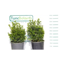 Şimşir Rotundifolia 3 Adet Paket - 4 Mevsim Yeşil Çit Bitkisi
