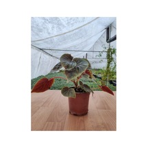 Begonia Pink Yağlı Begonya 10-20 Cm