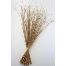 Tropic Ting Bunch Grass 100 Cm Naturel
