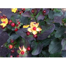 Siyah Kantaron Çalısı 5 Adet - Hypericum Inodorum Magical Black
