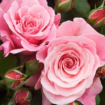 Pembe Gül Fidanı