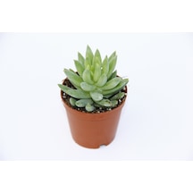 Sedum Nicaeensis 5 Adet Sukulent