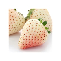 Beyaz Çilek Fidesi Pineberry 6 Adet