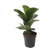 Ficus Lyrata 'Bambino' (Kauçuk Çiçeği) Ø12 CM Y30-35 CM