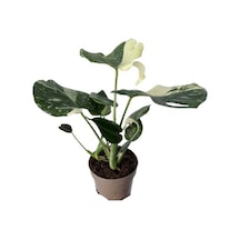 Monstera Deliciosa 'thai Constellation' Deve Tabanı