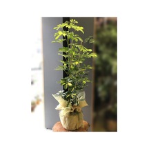 Videolu Çift Dal Alacalı Şeflera Çiçeği 50-80 Cm Saksılı Iç Mekan Bitkileri Schefflera