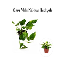 Pothos Alacalı Salon Sarmaşığı Kadınlar Gününe Özel Sarı Milii Hediyeli