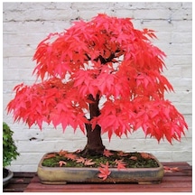 Bodur Bonsai Acer Rubrum Ağacı Tohumu Kırmızı Akçaağaç Tohumu 5 Adet Tohum..