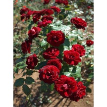Yediveren Koyu Kırmızı Yoğun Kokulu 50 70 Cm 1 Adet Saksılı Aşılı Gül Red Rose