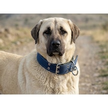 İri Ve Büyük Cinsler İçin Kanğal Köpek Tasması 80x5 Cm Lacivert