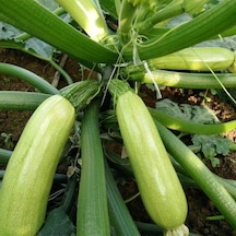 Beyaz Kabak Tohumu 10 GR Paket