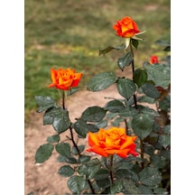 Yediveren Koyu Somon Rengi Gül Fidanı 2 Adet Saksılı/tüplü 35-60 Cm Orange Rose