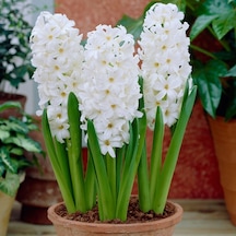 White King Beyaz Sümbül  Soğanı