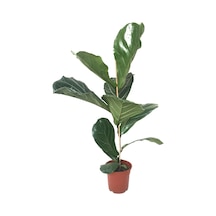Ficus Lyrata (Keman Yapraklı Kauçuk Çiçeği) Ø17 CM Y80-90 CM