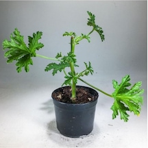 Pelargonium Graveolens - Itır Bitkisi Mis Kokulu 8.5 Cm Saksıda