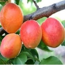 3 Adet Tohum Şekerpare Kayısı Bodur Bonsai Ağaç Tohumu Sürpriz Hediye Tohum..