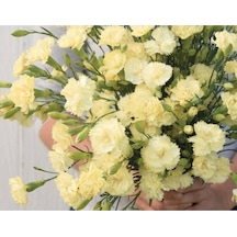 10 Adet Heirloom Vintage Cream Yellow Carnation Tohumu