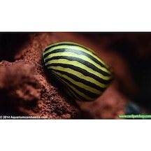 Nerite Salyangoz Zebra 1 Adet iri Boy