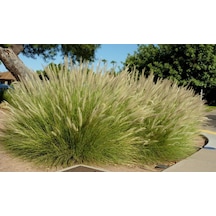 Pennisetum Çalısı 10'lu Set