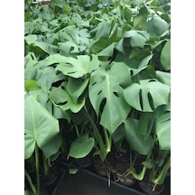 Monstera Deliciosa Deve Tabanı 30-60cm
