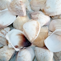 Giant Shells Brown Kiloluk Deniz Kabuğu 1 KG
