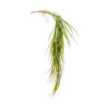Yapay Saz Sarmaşık Kızıl/yeşil 95 Cm. Çok Renkli