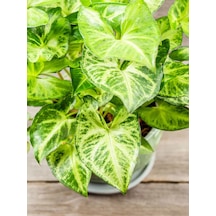 Melek Kanadı Çiçeği 1 Adet Saksılı Ok Başı Sarmaşığı Syngonium