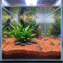 Kanki Pet Kırmızı Kuvars Akvaryum Kumu 2-3 Mm 10 Kg - Doğal Ve Estetik Taban Malzemesi