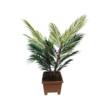 Areka 4 Bambu Gövdeli Palmiye Ağacı Kare Saksıda