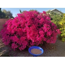 Bougainvillea Glabra Çalı Begonvil Fidanı 20-40 Cm