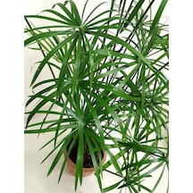 Parlak Yapraklı Japon Şemsiyesi Bitkisi 1 Adet Saksılı 40-60cm Cyperus Alternifolius