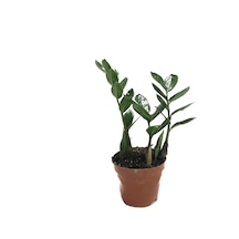Zamia Zamioculcas (Zeze Çiçeği) Ø10,5 CM Y20-25 CM