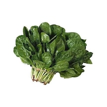 Kuzu Ispanak 100+ Tohum