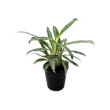Aglaonema 'zebra Feathers' Çin Herdemyeşili