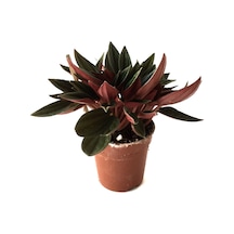 Peperomia Caperata (Zümrüt Dalgası Çiçeği) Ø5,5 CM H0-10 CM