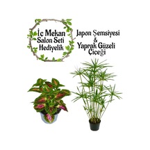 Japon Şemsiyesi 40-60cm 1 Adet Saksılı+yaprak Güzeli Çiçeği 1 Adet Saksılı Salon Seti