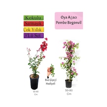 Kırmızı Oya Ağacı+ Pembe Begonvil+ Buz Çiçeği Hediyeli