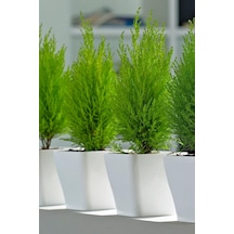 Dashing Look Limon Çamı Ağacı Tohumu / 5 Adet Tohum Th-2022dshnglkthm226