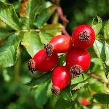 5 Adet Tohum Nadir Kırmızı Kuşburnu Ağacı Tohumu Yabani Ağaç
