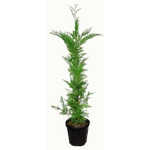 Melez Servi Leylandi Fidanı 40 Cm X 10 Ad