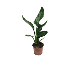 Strelitzia Reginae (Cennet Kuşu Çiçeği) Ø12 CM Y35-40 CM