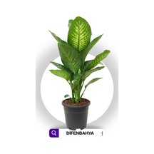 Dieffenbachia - Difenbahya Tropic Snow 70-90 Cm Boyunda Üretim Saksısında