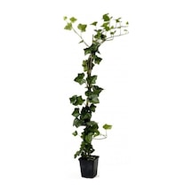 Büyük Yapraklı Duvar Sarmaşığı Hedera 50 - 60 Cm, Saksıda