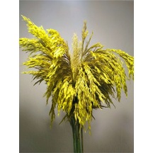 Büyük Demet Pampas Sarı 100cm Boyunda 8'li