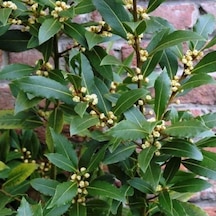1 Adet Defne Fidanı 10-20 Cm Laurus Nobilis