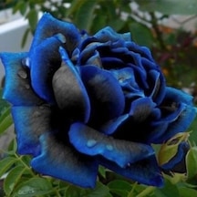 50 Adet Mavi Siyah Gül Çiçek Tohumu + 10 Adet Hediye K.orkide Tohumu
