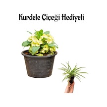 Kadınlar Gününe Özel Sarı Renk Milii Dikenler Tacı Çiçeği Kurdele Çiçeği Hediyeli